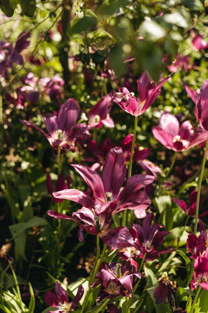 A vibrant display of purple tulips in a sunlit Oxford garden, showcasing natural beauty in spring.
